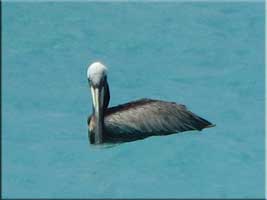 Adult pelican