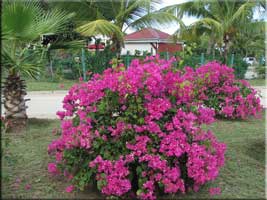 bougainvillea at the entrance to Orient Beach