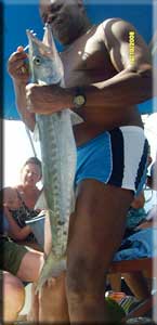 Barracuda being caught