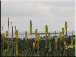 Aloe Vera flowers