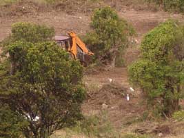 Egrets folowing the tractor