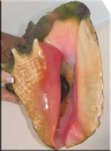 Conch