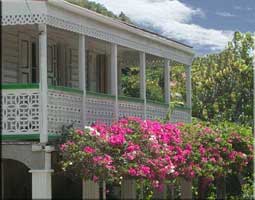 Bougainvillea