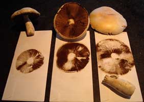 agaricus