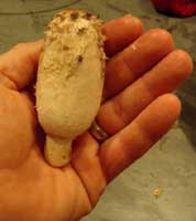 Shaggy Mane