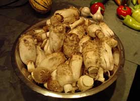 Shaggy Mane