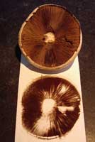 Spore print