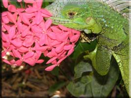 Iguana