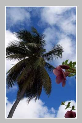 Palm tree in Philipsburg