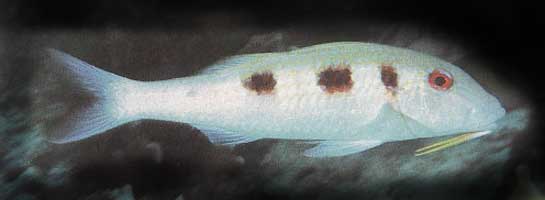 goatfish