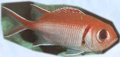 soldierfish