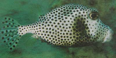 trunkfish