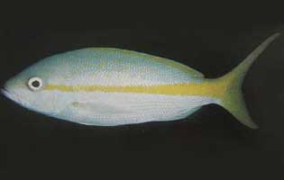 yellowtail snapper