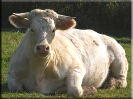 charolais cattle