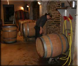 Cellar rat cleaning the barrels