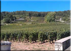 caillerets vineyard