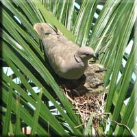 Dove and hatchlings