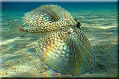 Flying gurnard