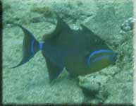 Triggerfish