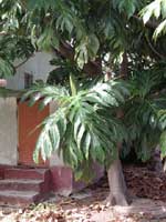 Bread fruit tree