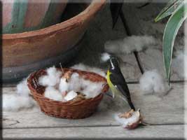 Sugarbird getting cotton