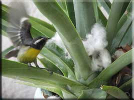 Sugarbird getting cotton
