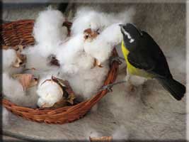 Sugarbird getting cotton