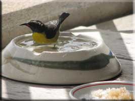 Bananaquit bathing