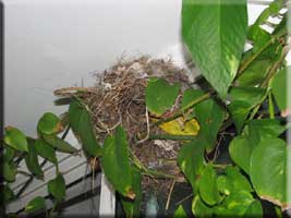 Bananaquit nest