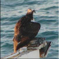 Osprey fishing from the villas at Sapphire
