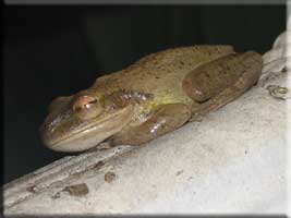 Tree Frog
