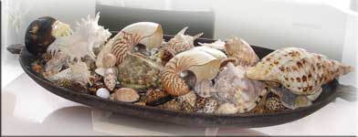 Shells