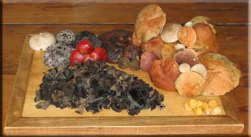 Mushrooms