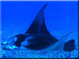 Manta Ray