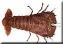 flathead lobster