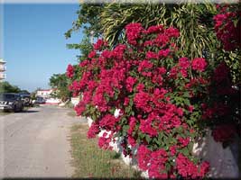 Bougainvillea