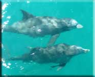 Dolphins