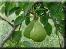 Bartlett Pears