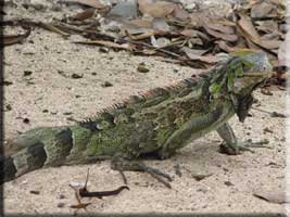 Iguana at Karakter