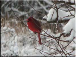 Cardinal