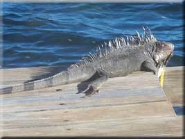 Iguana