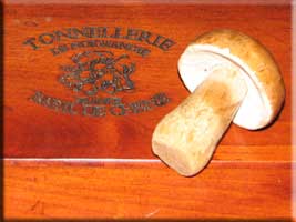 Hurricane mushrooms