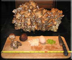 Hen of the woods