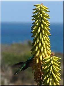 Hummingbird at Rancho Del Sol Restaurant
